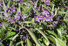 Solanum nitidum