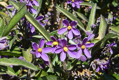 Solanum nitidum