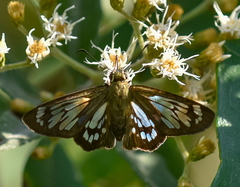 Phanus australis