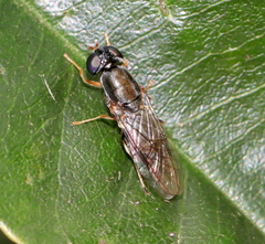Cephalochrysa calopa