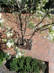 Pyrus calleryana