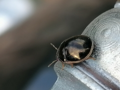 Brachyplatys subaeneus