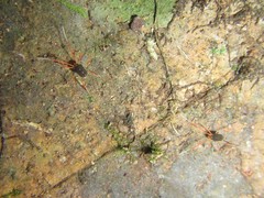 Eriorhynchus