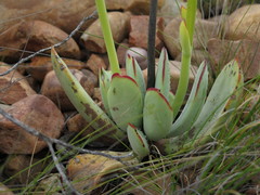 Cotyledon cuneata