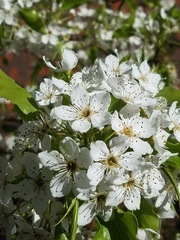 Pyrus communis