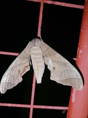 Marumba