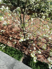 Pyrus communis