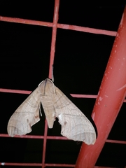 Marumba