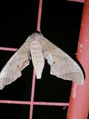 Marumba