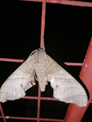 Marumba