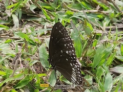 Euploea klugii
