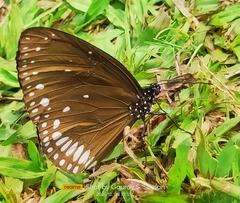 Euploea klugii