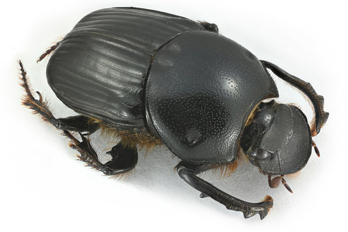 Onitis inversidens · iNaturalist