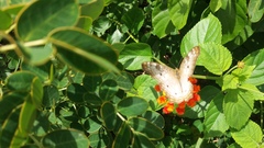 Anartia jatrophae