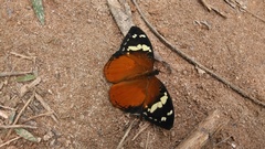 Aterica rabena