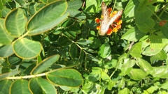 Anartia jatrophae