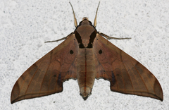 Ambulyx substrigilis