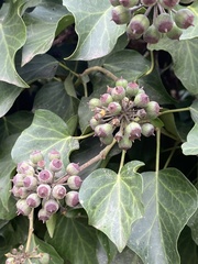 Hedera helix