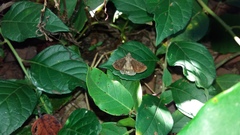 Lepidoptera