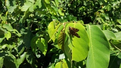 Lepidoptera