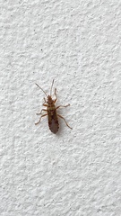 Belonochilus numenius