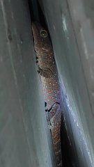 Gekko gecko
