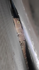 Gekko gecko