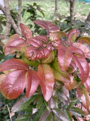 Berberis aquifolium