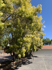 Melaleuca bracteata