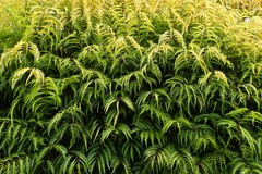 Polyscias cumingiana