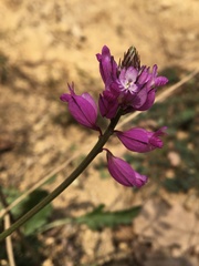 Polygala anatolica