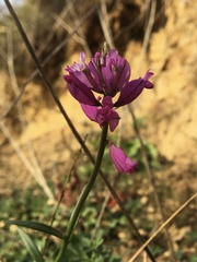 Polygala anatolica