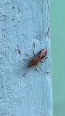 Belonochilus numenius