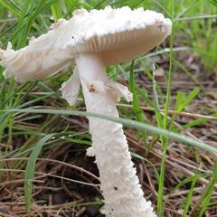 Amanita veldiei