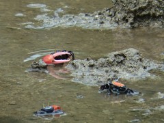 Paraleptuca crassipes