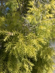 Melaleuca bracteata