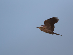 Coracias naevius mosambicus