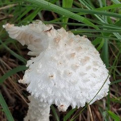 Amanita veldiei