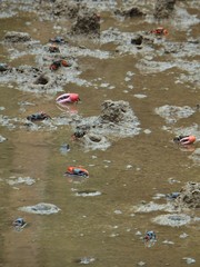 Paraleptuca crassipes