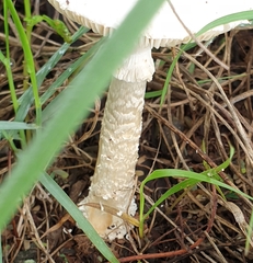 Amanita veldiei