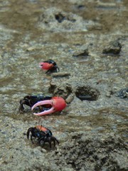 Paraleptuca crassipes