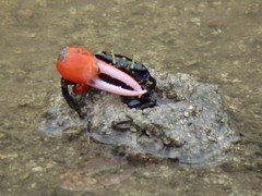 Paraleptuca crassipes