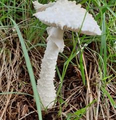Amanita veldiei