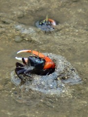 Paraleptuca crassipes