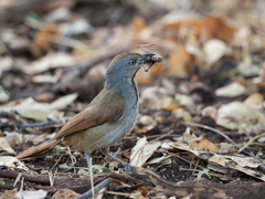 Cichladusa arquata