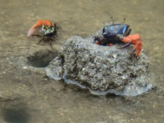 Paraleptuca crassipes