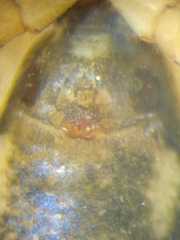 Cosmophasis gemmans