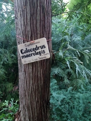 Calocedrus macrolepis