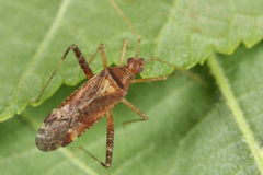 Phytocoris ulmi