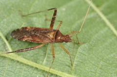 Phytocoris ulmi